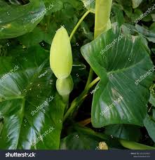 Image result for Remusatia