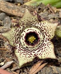 Image result for Orbea paradoxa