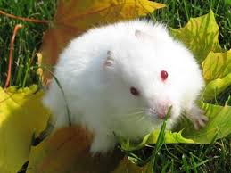The moustaches consist of black and white hairs intermixed. What Color Are Hamsters Of Different Breeds Syrian Hamsters Golden Fluffy In The House