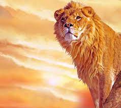 Lion Hd Lion Hd Wallpaper Lion Wallpaper Wallpaper Photo Hd