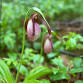 Fauna and Flora of Arlington’s Great Meadow