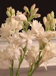 Pin On Flowers