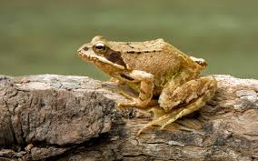 Check out our frog pond selection for the very best in unique or custom, handmade pieces from our garden decoration shops. Common Frog Wikipedia