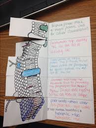 Cell Membrane Function Foldable Biology Lessons Biology Teacher Teaching Biology