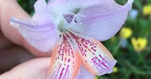 Image result for Gladiolus brachyphyllus