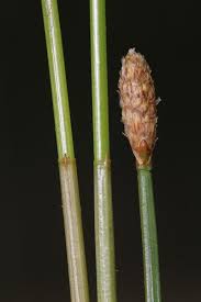 Image result for Eleocharis acutangula