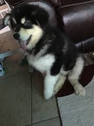 Join millions of people using oodle to find puppies for adoption, dog and puppy listings, and other current on shots. Alaskan Malamute Puppies For Sale El Paso Tx 274337