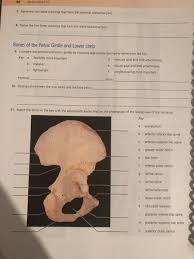The distal radioulnar joint and tfcc. Solved 160 Review Sheet 10 7 Name The Two Bone Markings Chegg Com