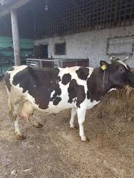 Vand vaca de lapte rasa holstein gestanta in luna al patrulea vitel, montata c. Vand Vaca Holstein Cu Transport Asigurat