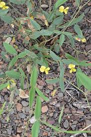 Image result for Rhynchosia albissima