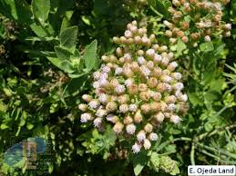 Image result for Pluchea ovalis