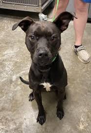 How old is jacob the german shepard puppy? Dogs For Adoption Near Paducah Ky Petfinder