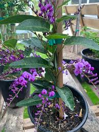Image result for Hardenbergia