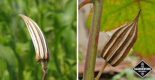 About 8 weeks after planting the okra, the pods will start to grow. How Do I Save Okra Seeds For Next Year Gardening Channel