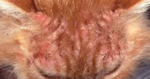 Mobile Site Preview Cat Skin Problems Cat Skin Cats