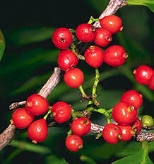 Image result for Rubiaceae