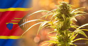Eswatini has today commemorated world refrigeration day under the theme 'cooling champions: Cannabis Im Konigreich Eswatini Gesetze Gebrauch Sensi Seeds
