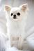 White Long Haired Pomeranian