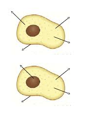 We did not find results for: Ks3 Lesson On Animal Cells Teaching Resources