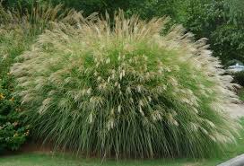 I am new to georgia by way of colorado and would like to plant a drought resistant, tough grass/sod alternative in my backyard. Georgia Backyard Nature Graceful Grasses