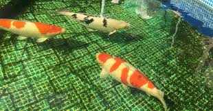 Second, due to pheromones and toxin control, we want to stay at or under four koi per 1,000 gallons of water to promote a healthy living environment. How Many Koi Per Gallon Aquatic Veterinary Services