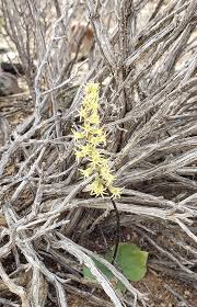 Image result for Holothrix villosa