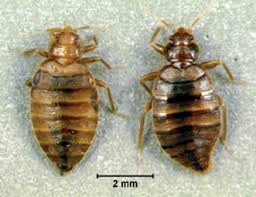 Averta termite pest control corona ca has been providing complete pest control solutions in corona for many years. Terminix Acquires A Pro Pest Control Pct Pest Control Technology