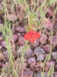 Image result for Striga asiatica