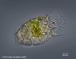 Image result for Kotschya stolonifera