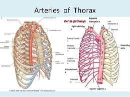 Anatomical illustrations of the lungs, chest, bronchi, trachea and thoracic lymph nodes. Anatomy Of Thorax 2 Thorax Anatomy Medical Anatomy
