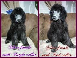 All of our breeding dogs have passed health and dna testing. Standard Poodle Puppies For Sale In Ontario California Classified Americanlisted Com