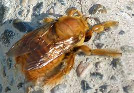 To get rid of carpenter bees using the citrus spray method, you will need to get citrus fruits preferably orange or lemon, water, pan, and a spray bottle. Male Valley Carpenter Bee From Mexico What S That Bug
