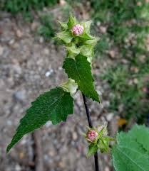 Image result for Sida urens