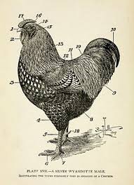 List Of Poultry Feathers Wikipedia
