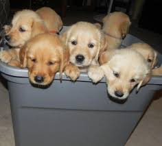 The american kennel club describes the golden retriever breed as one of the most popular breeds in the u.s. Adorable Akc Golden Retriever Puppies 6 Weeks Old For Sale In Griffin Georgia Classified Americanlisted Com