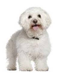 Bichon Frise Dog Breed Selector Getting A Dog Pedigree Uk