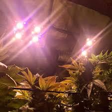 These reviews explain why the grow lights got their ratings and will also help you decide which of these fixtures is best for your needs. Amazon Com Hipargero Hipargero Led Grow Lights