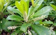 Image result for Terminalia boivinii