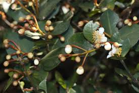 Image result for Calophyllum