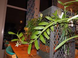 Image result for Angraecum