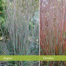 Maybe you would like to learn more about one of these? Standing Ovation Little Bluestem Grass Schizachyrium High Country Gardens