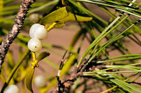 Image result for Viscum