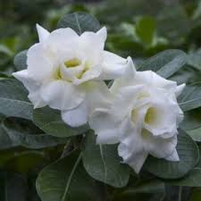 We did not find results for: Annual Flower 365 Days Flowering Plants Buy Online At Plantsguru Com