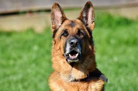 We did not find results for: 6 Facts To Know About The Beautiful White Swiss Shepherd Animalso