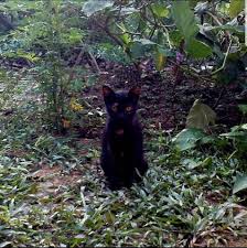 Jika anda mengalami mimpi ini maka artinya malah sebuah pertanda baik bagi anda. Kucing Pun Mempunyai Perasaan Seperti Kita Minda Rakyat