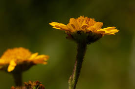 Image result for Anisopappus chinensis