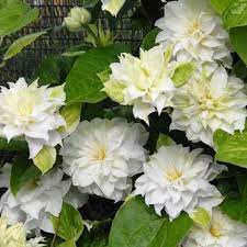 I first saw it blooming in colonial beach,va. Clematis First Love Plamienok Slovensketrvalky Sk Kvety Kry Plamienky Do Zahrady Slovensketrvalky Sk