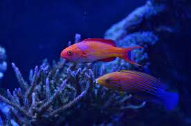 All About Reef Safe Wrasses In Aquaria Reef2reef Saltwater