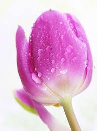 Purple Tulip Raindrops Amazing Flowers Beautiful Flowers Big Flowers