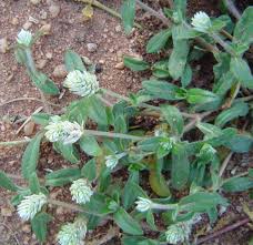 Image result for Gomphrena celosioides